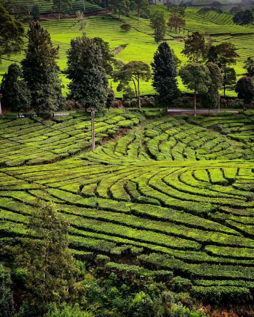 Greens, greens, greens...