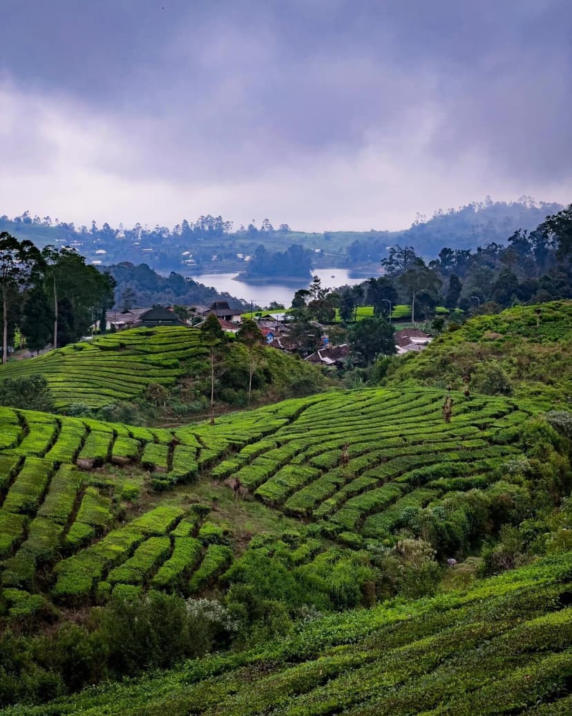 Spill the tea (plantation)
