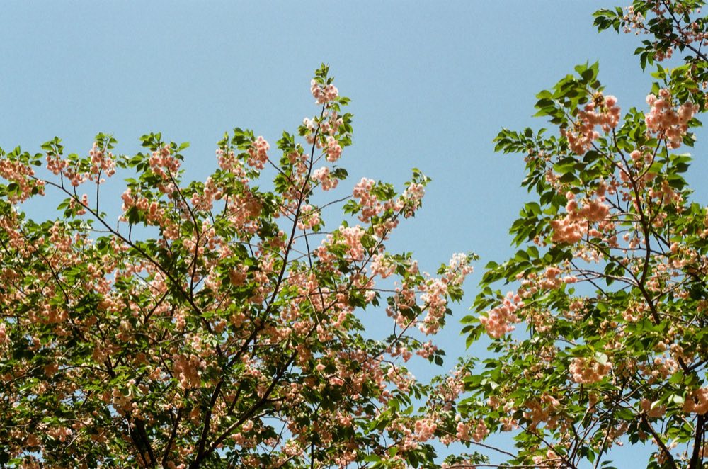 Yoyogi Park