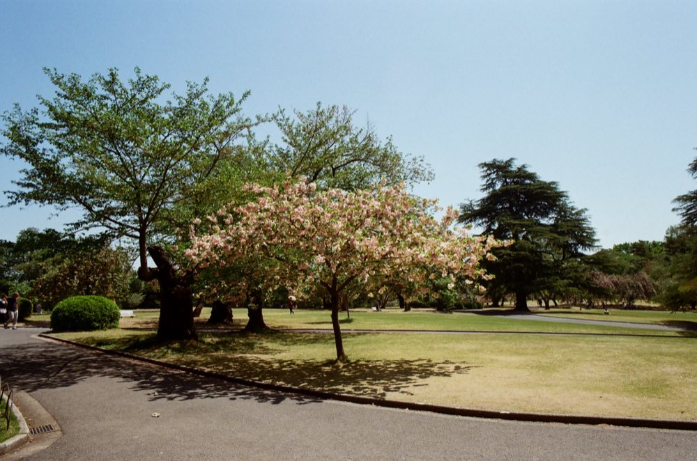 Yoyogi Park