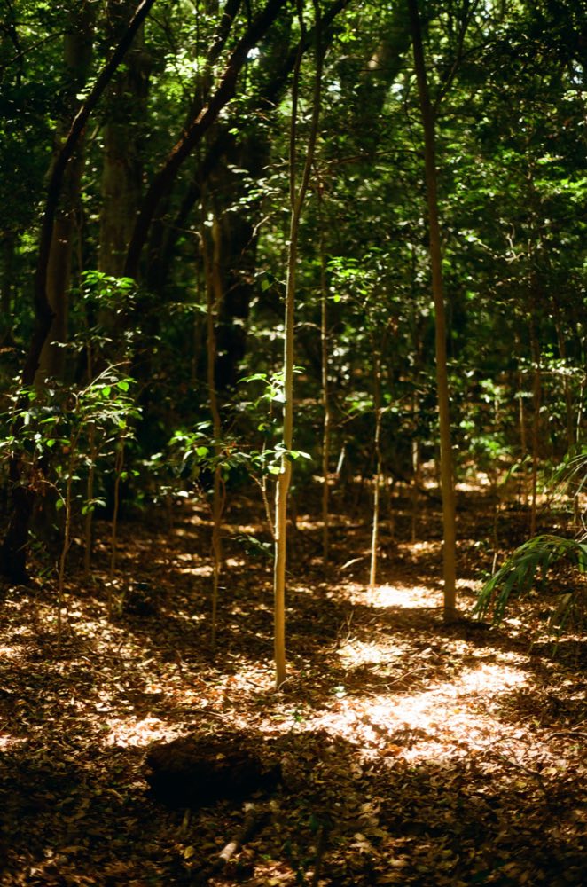 Meiji Jingū