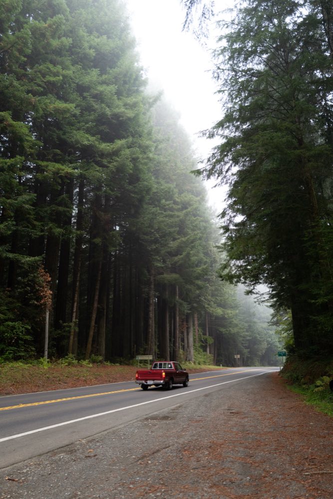 Jedediah Smith Redwoods