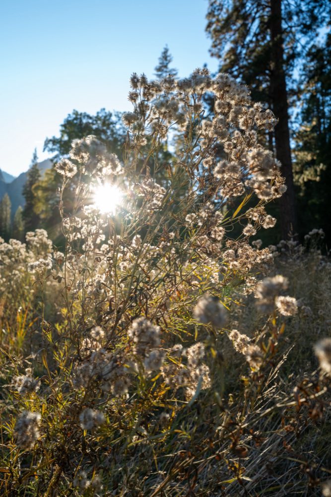 El Cap Meadow