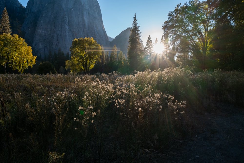 El Cap Meadow